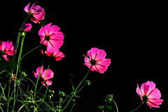 コスモス コスモス