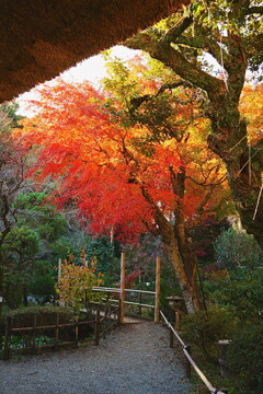 日本庭園とモミジ