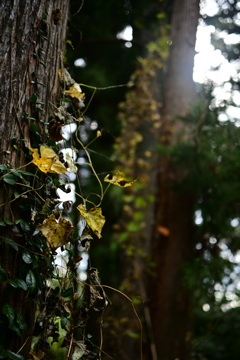 DSC_0976