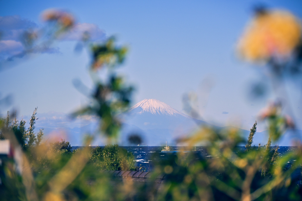 DSC_2446