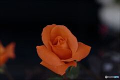 オレンジの薔薇