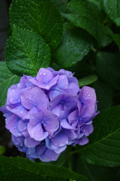 梅雨へ