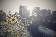 ヒカリを浴びて