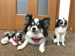 本物はどれだ？