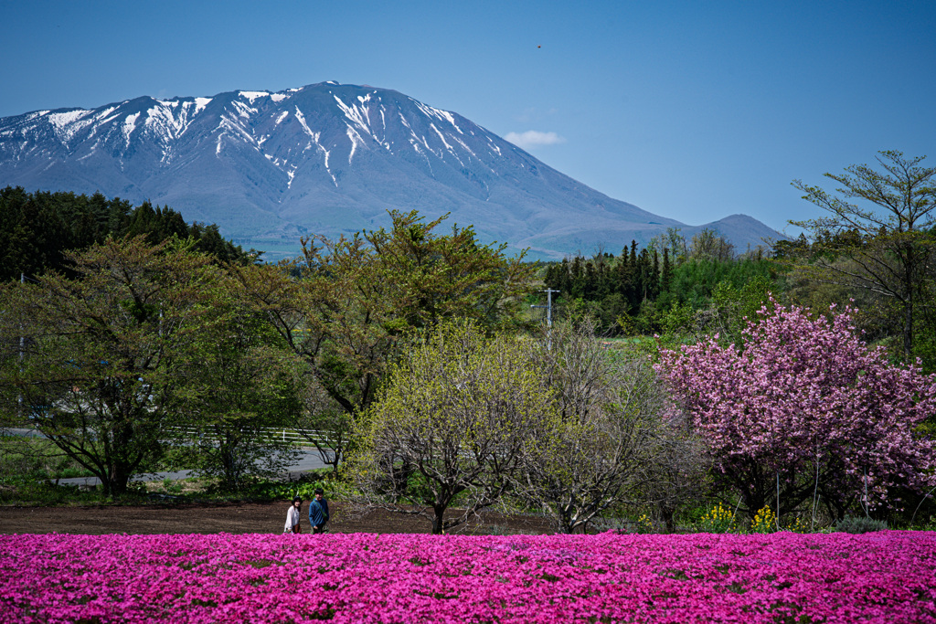 岩手山と芝桜