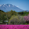 岩手山と芝桜
