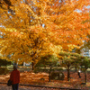紅葉を楽しむ