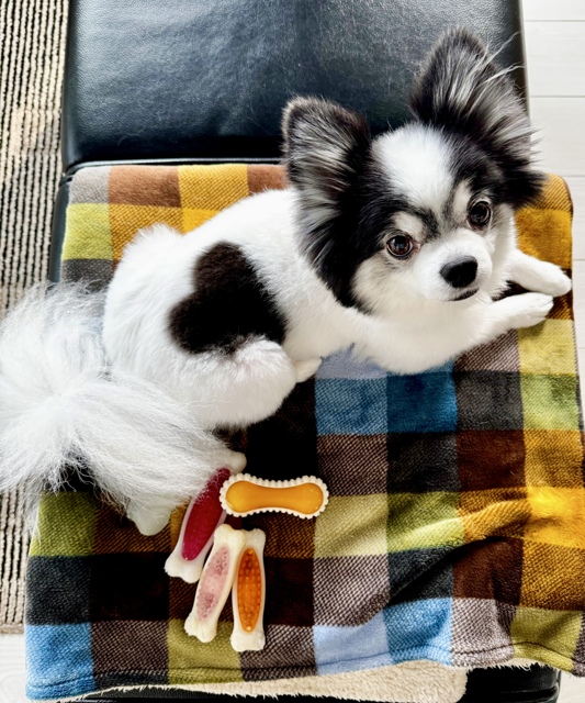 チワワ様☆確認用