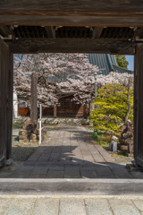 龍谷寺のサクラ
