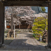 龍谷寺のサクラ