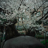石割桜