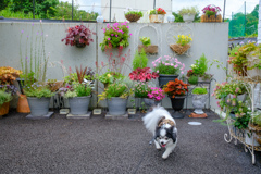 我が家の犬と花