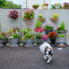 我が家の犬と花