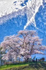 桜の木の下のふたり