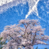 桜の木の下のふたり