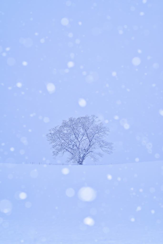 小岩井の一本桜（winter ver.）