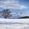 一本桜と岩手山（WINTER ver.）