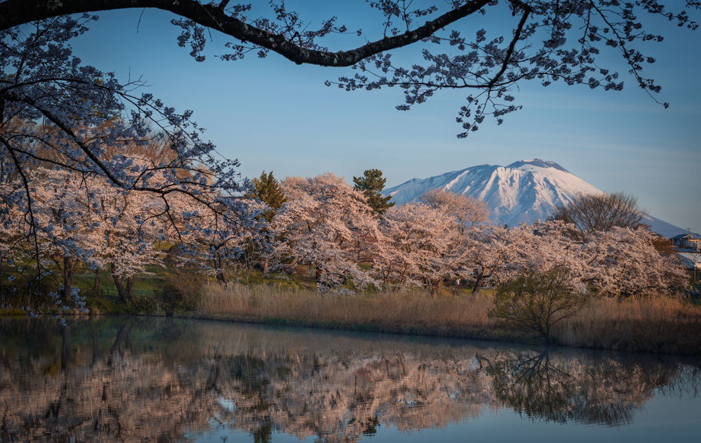 夜明け桜