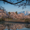 夜明け桜