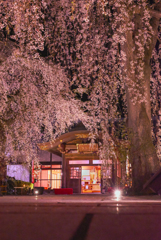 夜桜