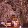 夜桜