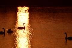 silhouette