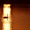 silhouette
