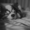 ‥ZZZ