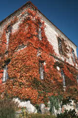 ヨウカンのコウヨウ