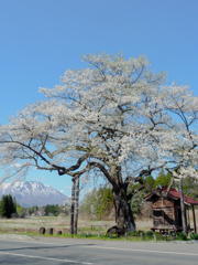 七ツ田の弘法桜