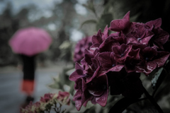 紫陽花には雨が似合う