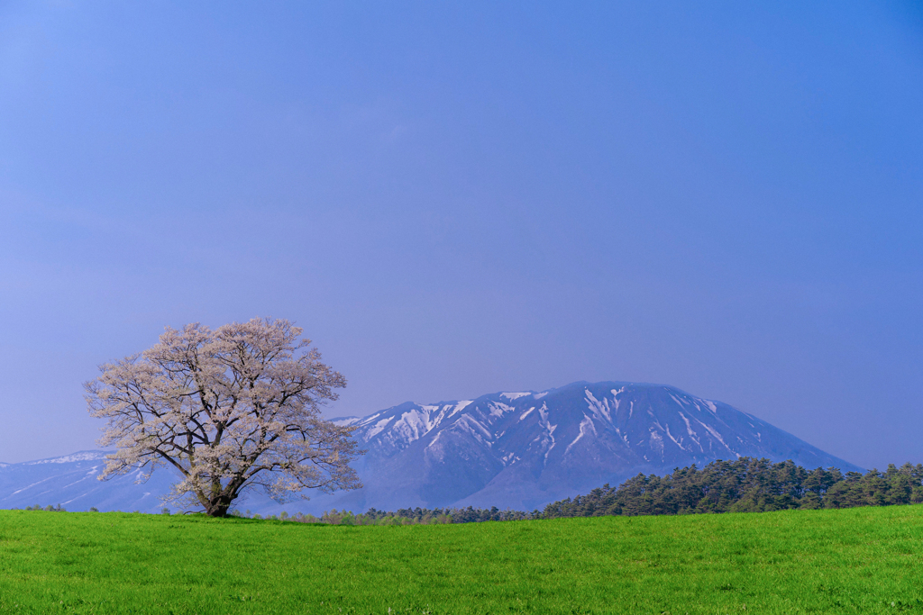 小岩井の一本桜と岩手山