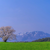 小岩井の一本桜と岩手山
