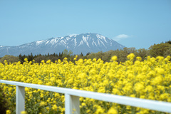 岩手山と菜の花