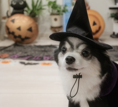 ハロウィン犬