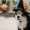 ハロウィン犬