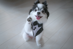 お手？犬パンチ？