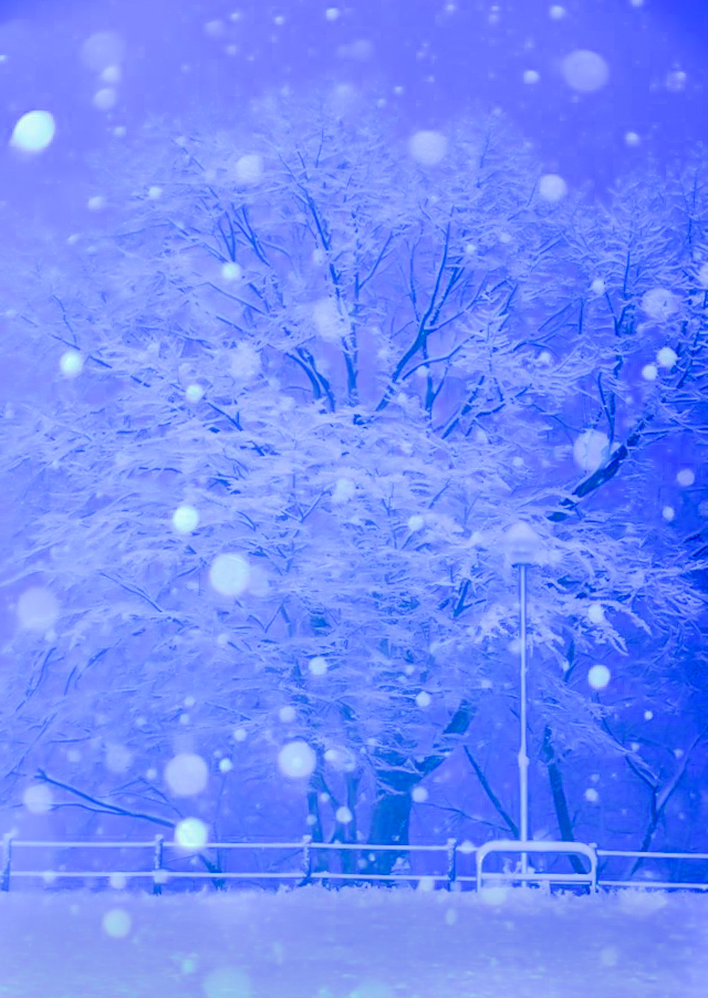 公園の木