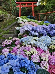 紫陽花の階段