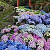 紫陽花の階段