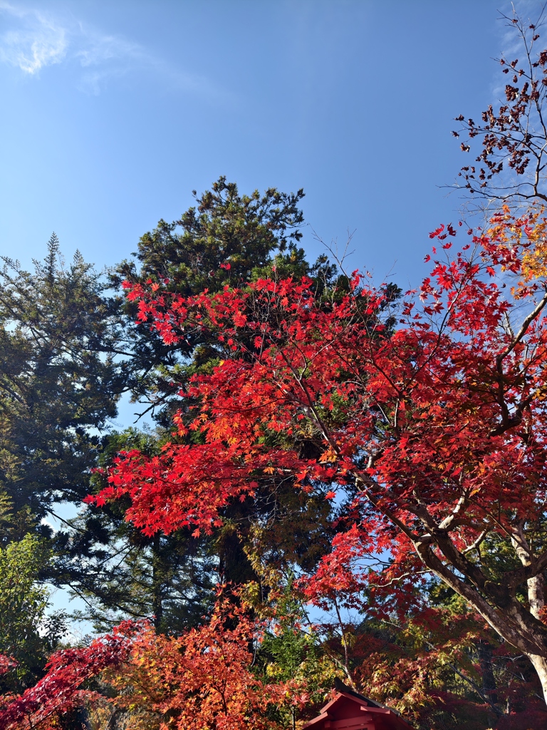 紅葉2
