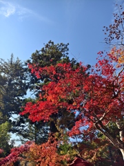 紅葉2