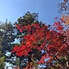 紅葉2