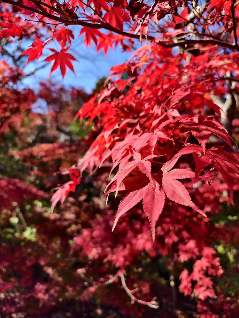 紅葉