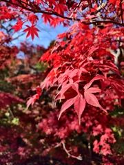 紅葉