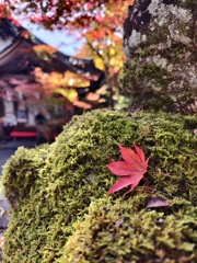 紅葉3