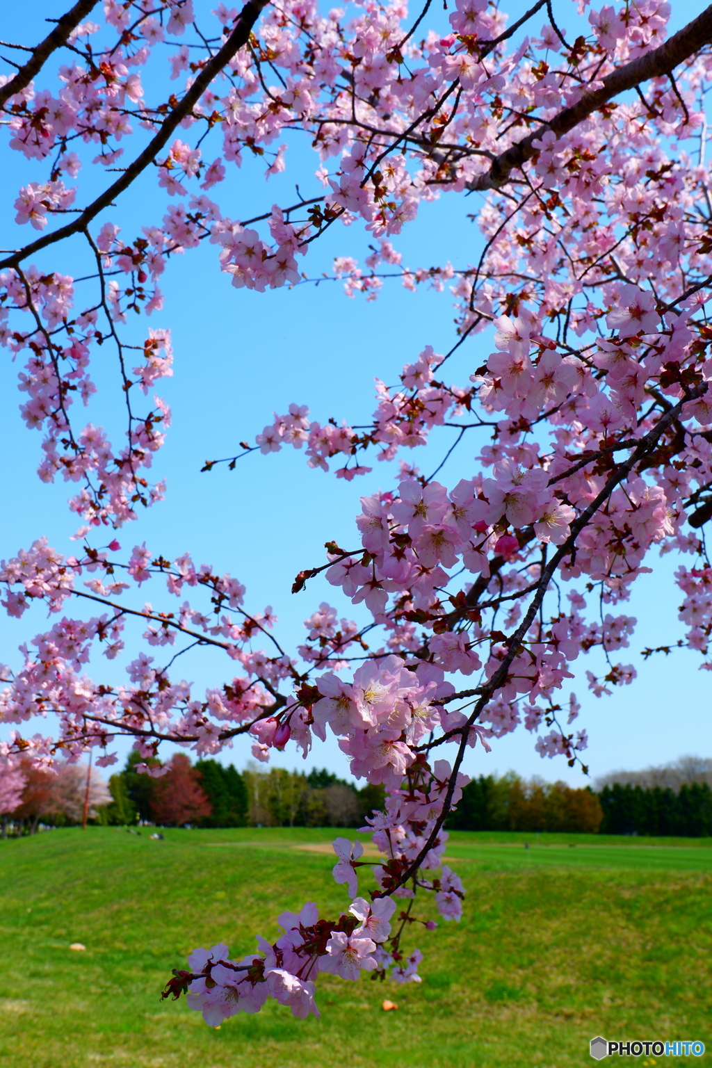 2025桜④