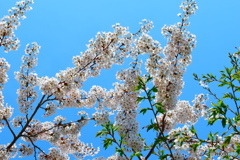 2025桜⑥