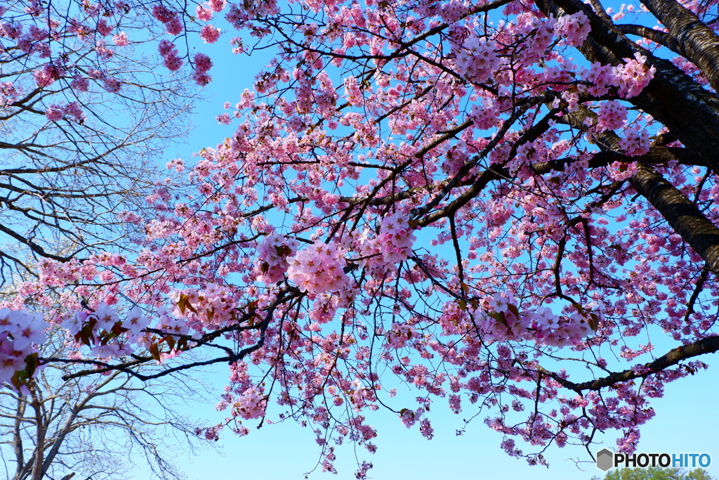 2025桜①