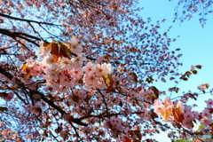 2025桜②